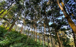 Huyện Vị Xuyên (Hà Giang): Nghịch lý giao đất trồng rừng sản xuất nhưng lại “cấm” khai thác? 