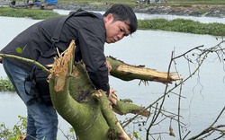 TT-Huế: Làm rõ trách nhiệm chủ đầu tư dự án và nhà thầu trong vụ phá rừng ngập mặn 