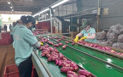 Có 70 vùng trồng khoai lang được cấp phép xuất khẩu sang Trung Quốc, tỉnh nào chiếm nhiều nhất?