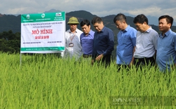 Đổi mới thông tin tuyên truyền khuyến nông: Nhiều mô hình “sống dậy”, lan tỏa mạnh mẽ