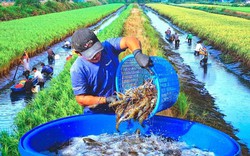 Hợp tác xã nông nghiệp thích ứng với biến đổi khí hậu vùng đồng bằng sông Cửu Long