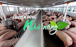 Chuyển động Nhà nông 7/4: Người nuôi lợn ở Nam Định rủ nhau giảm đàn để tránh lỗ