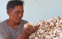 Giá củ sắn tăng, nông dân Khánh Hòa phấn khởi
