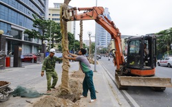 Trồng mới thay thế hàng loạt cây chết khô trên đường Huỳnh Thúc Kháng kéo dài bằng đất phù sa
