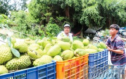 2 loại quả bán sang Trung Quốc gặp cảnh trái ngược, một loại "ăn hàng", loại kia giá giảm mạnh