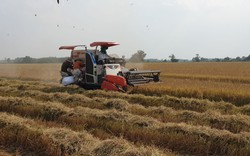 Tây Ninh: Giá lúa tăng cao, nông dân bán 1 công lãi 4,5 triệu