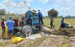 Loại hạt màu đen bé xíu lại là "tiên dược" chống bệnh ung thư, tiểu đường, nông dân Long An trồng thu lãi khá