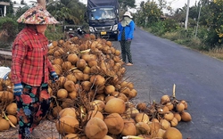 Dừa xiêm hút hàng, tăng giá dịp nắng nóng