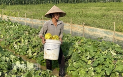 Ninh Bình: Nắng lên nông dân vui mừng thu hoạch dưa bở, thương lái mua ngay tại ruộng