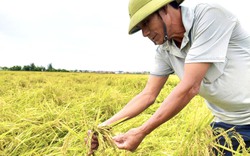 Quảng Bình: Nông dân ra đồng đau xót nhìn lúa gần gặt bị ngã rạp