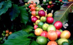 Giá cà phê biến động trái chiều, Arabica phục hồi, cà phê nội quay đầu giảm nhẹ