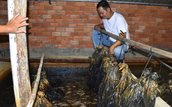 Phục lăn ông nông dân Kiên Giang nuôi lươn dày đặc khiến cả làng đều thích