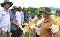 Quảng Bình: Nông dân thăm đồng, đánh giá bất ngờ với giống ngô, giống lúa này