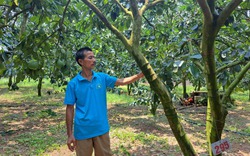 Một nông dân Hòa Bình bật mí cách trồng thứ bưởi đã ngọt lại còn an toàn, bổ dưỡng, lãi hàng trăm triệu/ha