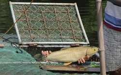 Thừa Thiên Huế: Giúp hội viên, nông dân phát triển nuôi cá lồng bền vững 