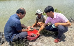 Vì sao giá con đại bổ này ở Cà Mau giảm mạnh, kiểu gì cũng phải bán, bán thì "bép bụng dữ lắm"?