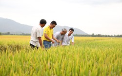 Nông dân trồng lúa miền Tây lãi thêm gần 5 triệu đồng/ha nhờ sử dụng loại phân bón này