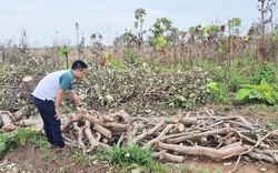 Chặt bỏ hàng loạt thứ cây từng đem lại tiền bạc rủng rỉnh, nông dân Gia Lai đến khổ