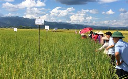 Cả nước đã có 340 giảng viên "xịn" về sức khỏe cây trồng - những chuyên gia trên đồng ruộng