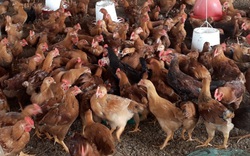Một hợp tác xã ở Phú Thọ liên kết nông dân nuôi gà sinh học, thu hơn 10 tỷ mỗi năm
