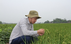 Chàng kỹ sư nông nghiệp ở Thái Nguyên chỉ cách trồng thứ lúa thơm ngon, giúp bà con thoát nghèo 