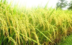 Giá lúa gạo neo cao, doanh nghiệp gom hàng xuất khẩu, thị trường sôi động