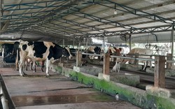 Chăn nuôi bò sữa nông hộ tại TP.HCM - bài 1: "Cái nôi" nuôi bò sữa đã hết ấm êm