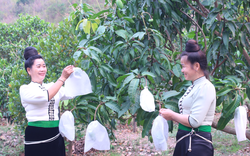 Sơn La: Xây dựng thương hiệu để nông sản vươn xa
