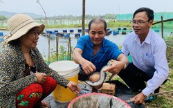 Nuôi loài cá đặc sản ăn vào như "tẩm bổ nhân sâm", nông dân Bình Định hễ bắt lên là bán hết sạch