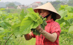 Lá dâu to giúp hợp tác xã này ở Nghệ An nuôi tằm trắng trẻ, khỏe, ăn lá dâu rầm rập, cả làng vui