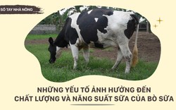 SỔ TAY NHÀ NÔNG: Những yếu tố ảnh hưởng đến chất lượng và sản lượng sữa bò