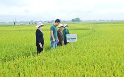 Điện Biên: Giống lúa Đài thơm 8 "bén duyên" trên cánh đồng mẫu lớn Mường Thanh