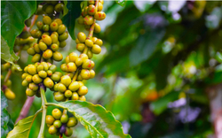 Nguồn cung Robusta trở nên khó kiếm đẩy giá lên mức cao chưa từng thấy