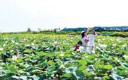 Vùng đất này của Thái Bình trồng loài hoa mùa hè, bán từ lá, hoa đến củ, còn thu hút mọi người về chụp ảnh