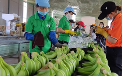 Trung Quốc giảm mua chuối, Hoàng Anh Gia Lai hụt lãi