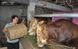 Thiếu sữa, thiếu thịt phải đi nhập khẩu: Liên kết phát triển chăn nuôi gia súc ăn cỏ bền vững