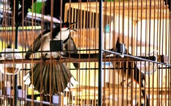 Một con chim chào mào vượt qua 46 đối thủ giành giải Nhất hội thi ở Cà Mau còn ẵm luôn giải "tiếng chóe vàng"