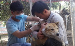 Sân nhà nhiều chó - nhóm cứu hộ đặc biệt cho hàng trăm "người bạn bốn chân"