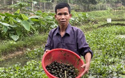 Nuôi ốc nhồi trong ruộng lúa, ông nông dân Thái Nguyên trở thành hộ sản xuất kinh doanh giỏi