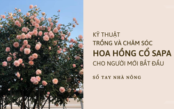 SỔ TAY NHÀ NÔNG: Kỹ thuật trồng và chăm sóc hoa hồng cổ Sapa cho người mới bắt đầu