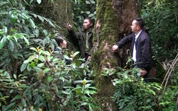 Quản lý, bảo vệ tốt diện tích rừng đặc dụng Tà Xùa