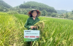 Thuỵ Hương 308: Giống lúa lai mới triển vọng cho vùng đất cách mạng Tuyên Quang