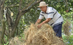 Tận dụng bán thêm thứ rác này ngay ngoài đồng, nông dân Đồng Nai cầm chắc 2,5 triệu/ha