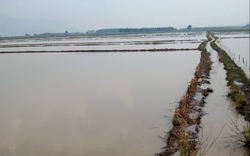 Bình Thuận: Mưa lớn, hàng trăm hecta lúa hè thu vừa gieo sạ ở Tánh Linh chìm trong biển nước