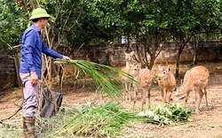 Nuôi con đặc sản là mô hình làm giàu của nông dân Yên Bái, hươu sao, ba ba gai, con dúi cho thu nhập cao