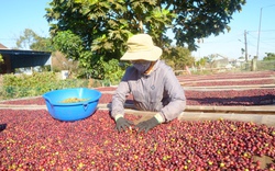 Loại cà phê được trồng đầu tiên ở Việt Nam không ngờ lại được Trung Quốc ưa chuộng, sức mua tăng tới 1.077,6%