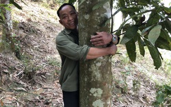 "Xã tỷ phú" ở Lào Cai (Bài 2): Sở hữu "báu vật" trên rừng, lão nông người Dao thu tiền tỷ