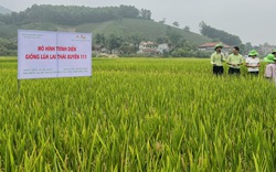Giống lúa mới cho năng suất vượt trội trên những cánh đồng huyện miền núi Phú Thọ, nông dân lãi hơn 2 triệu/sào