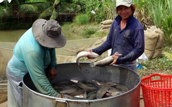 Loại cá chắc thịt, ăn bổ dưỡng, công dụng tăng sinh tế bào này nông dân Trà Vinh bắt bán giá trúng đậm