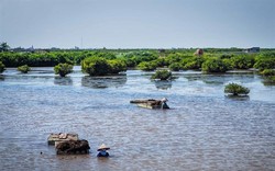 Dừng hoạt động tham quan Vườn quốc gia Xuân Thuỷ sau vụ phụ huynh và học sinh tử vong khi đi trải nghiệm